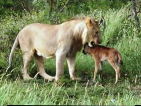 Drama safari: pursuit of valuable chick soften the hearts of the lion (video)