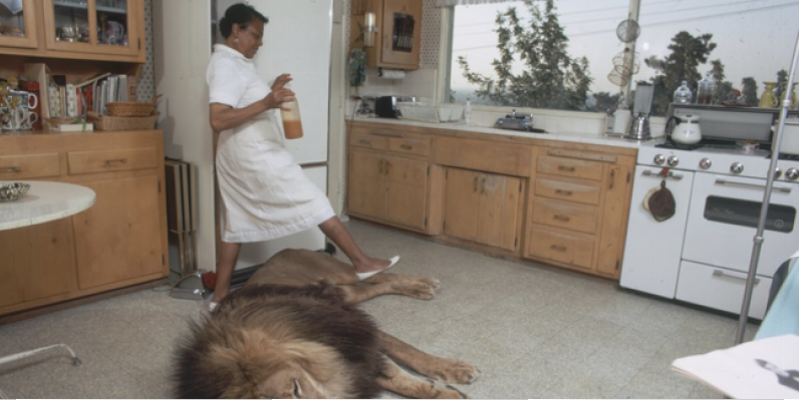 The family that adopted in their homes to live lion (Photo)