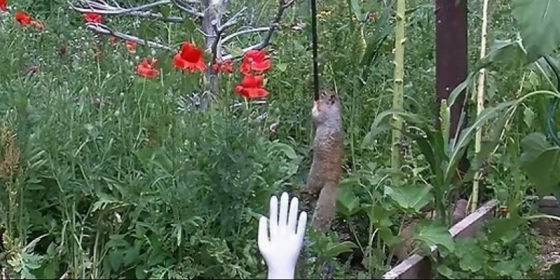 Gardeners cheerfully taught greedy squirrel (Video)