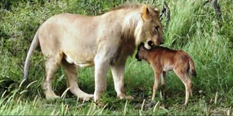 Drama safari: pursuit of valuable chick soften the hearts of the lion (video)