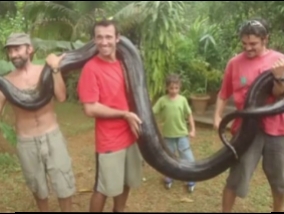  Man by hand caught a huge anaconda (Video)