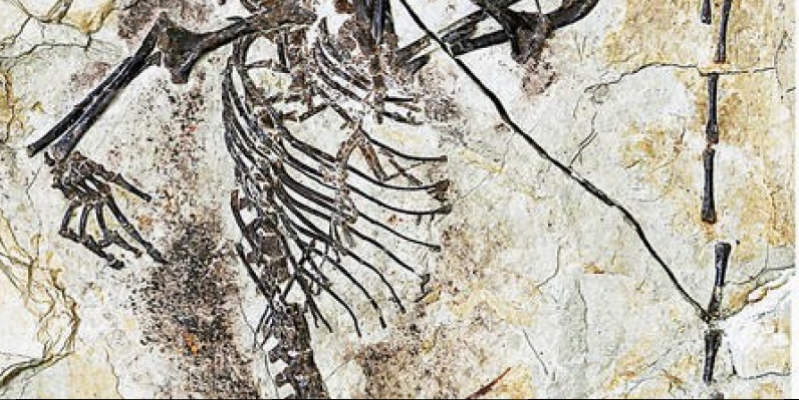 Discovered fossils herbivores potentially overwrite the evolution of mammals