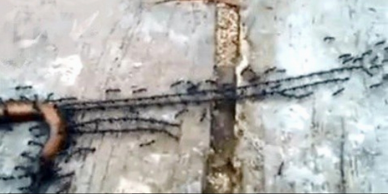 Ants are amazing below: transport of prey - live circuits (Video)