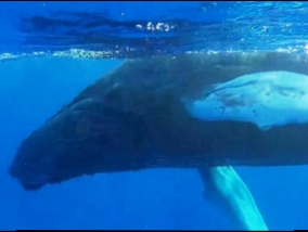  A rare thing to see - recorded how the whales sleeping (Video)