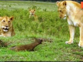 Who is the real king of the jungle? Mongooses encounter with a gang of lions (Video)