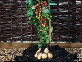 The plant, on the twigs of ripening tomatoes, and potatoes instead of roots (Video)