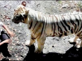 The white tiger mauled a young man in India - whose fault? (Video)