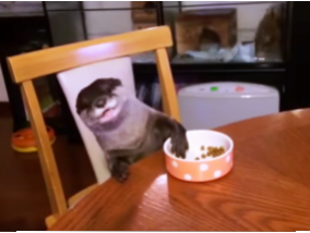 Otter able to withstand a good manners at the table (Video)