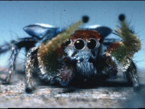 Whatever is done about the dam: jumping spider (Video)