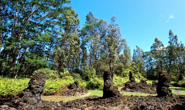 Gemstone Trees: lava trees in Hawaii